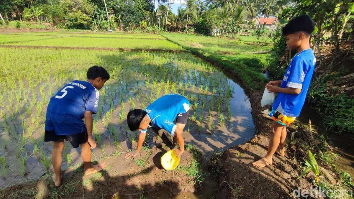 Berburu Ikan Gabus di Ciamis, Hobi Seru yang Menghasilkan