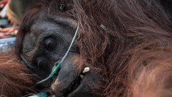 Terpapar Asap Karhutla, Orang Utan Ambruk di Kebun Warga Ketapang