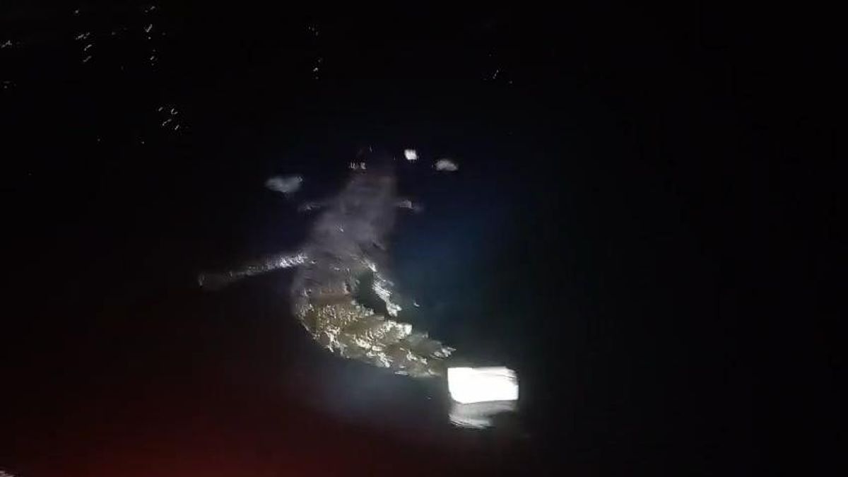 Penampakan Buaya Terkam Pemuda Menyelam Panah Ikan di Pantai Pasangkayu