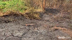 Video Situasi di Rorotan Cilincing Usai 30 Hektare Area Alang-alang Terbakar