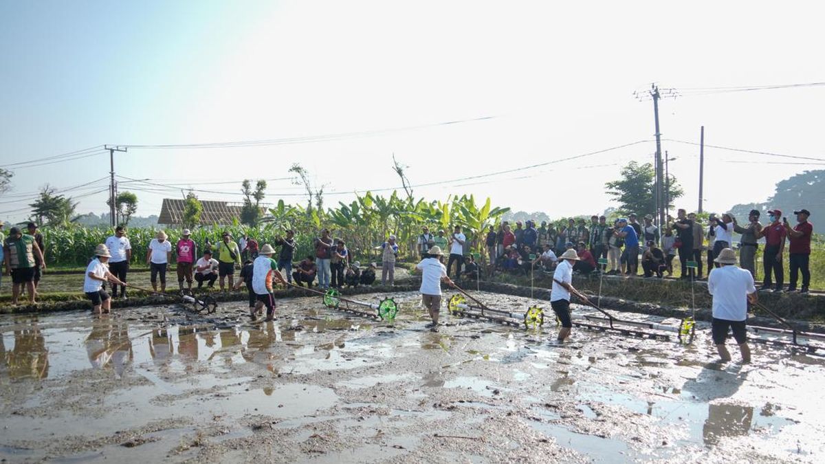 AAS, Badung Targetkan Produksi Beras 12 Ton per Hektare