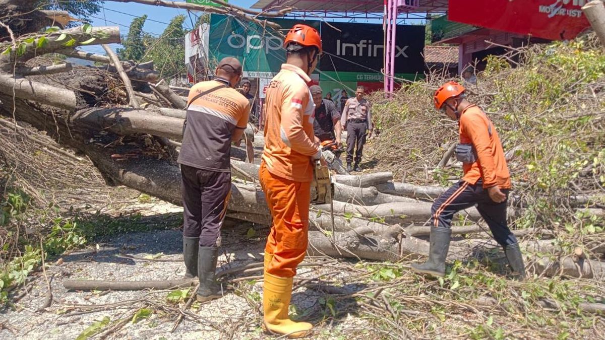 Pohon Tumbang Timpa Ruko di Buleleng, Kerugian Rp 75 Juta