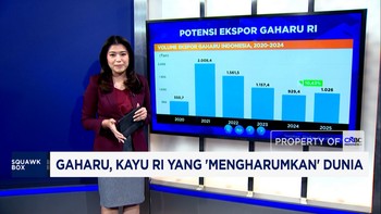 Gaharu, Kayu RI yang 'Mengharumkan' Dunia