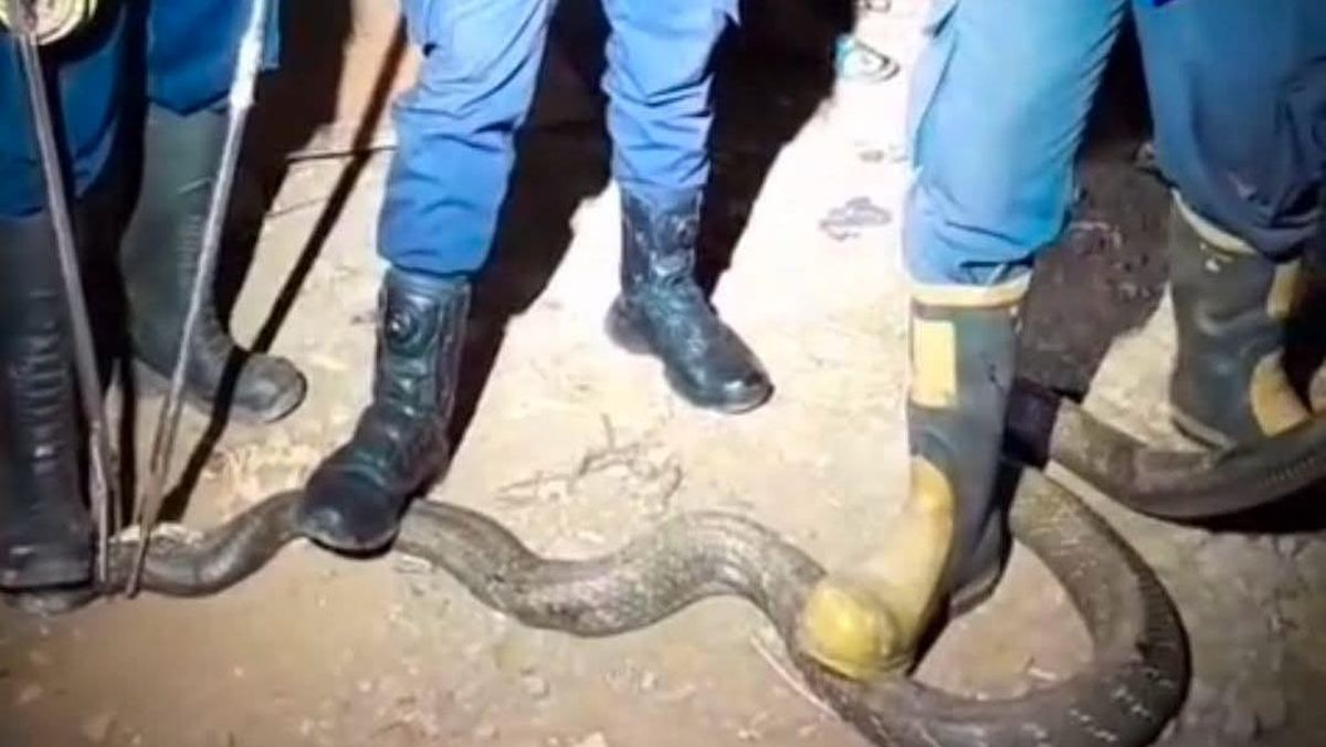 Perjuangan Damkar Semarang Taklukkan King Cobra, Grab Stick Sampai Meleyot
