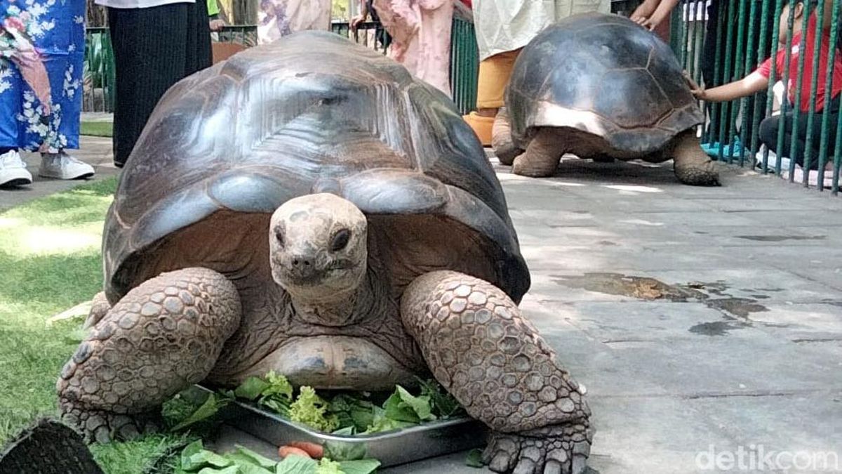 4 Kura-kura Aldabra Koleksi Satwa Baru Kebun Binatang Surabaya