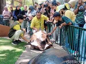 Video Kura-kura Aldabra Berbobot 109 Kg Jadi Koleksi Baru KBS