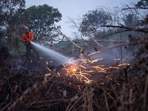 12 Perusahaan di Kalimantan Diduga Jadi Penyebab Karhutla