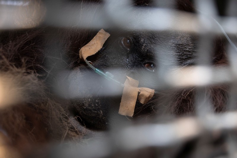 Seekor orangutan diselamatkan berjuang melawan gangguan pernapasan dari kawasan kebakaran di wilayah Ketapang, Kalimantan Barat, Minggu (30/8/2026). (REUTERS/Willy Kurniawan)