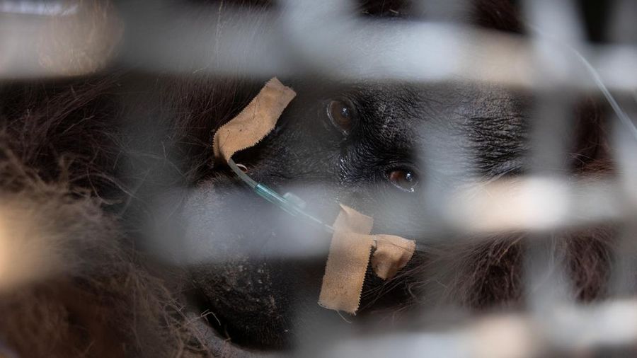 Seekor orangutan diselamatkan berjuang melawan gangguan pernapasan dari kawasan kebakaran di wilayah Ketapang, Kalimantan Barat, Minggu (30/8/2026). (REUTERS/Willy Kurniawan)