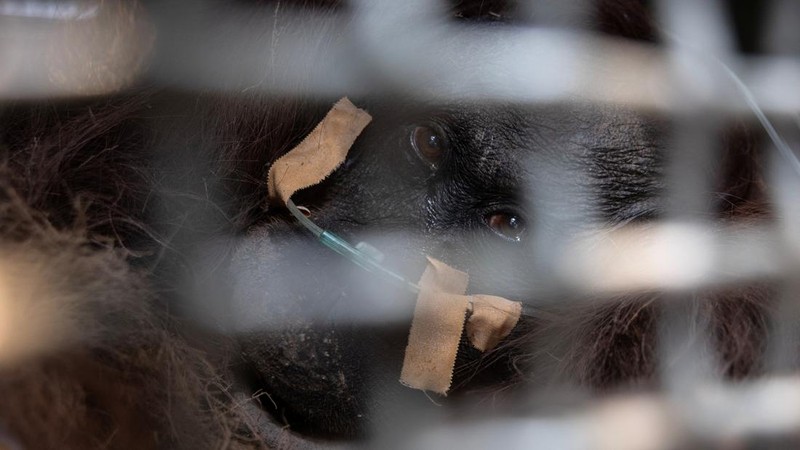 Seekor orangutan diselamatkan berjuang melawan gangguan pernapasan dari kawasan kebakaran di wilayah Ketapang, Kalimantan Barat, Minggu (30/8/2026). (REUTERS/Willy Kurniawan)