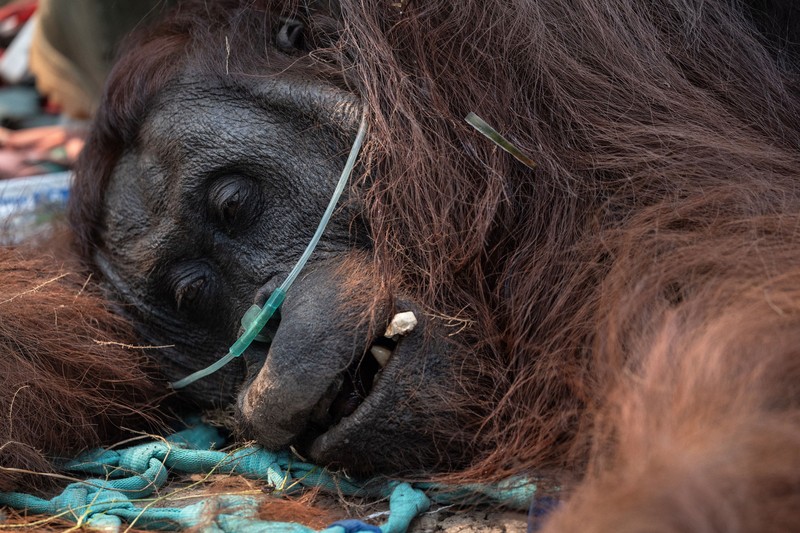 Seekor orangutan diselamatkan berjuang melawan gangguan pernapasan dari kawasan kebakaran di wilayah Ketapang, Kalimantan Barat, Minggu (30/8/2026). (REUTERS/Willy Kurniawan)