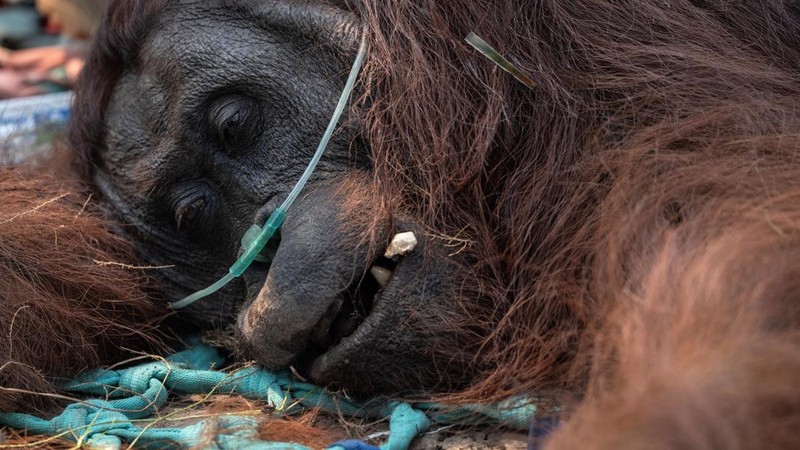 Seekor orangutan diselamatkan berjuang melawan gangguan pernapasan dari kawasan kebakaran di wilayah Ketapang, Kalimantan Barat, Minggu (30/8/2026). (REUTERS/Willy Kurniawan)