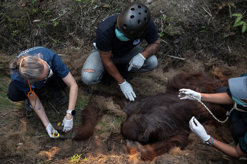 Seekor orangutan diselamatkan berjuang melawan gangguan pernapasan dari kawasan kebakaran di wilayah Ketapang, Kalimantan Barat, Minggu (30/8/2026). (REUTERS/Willy Kurniawan)