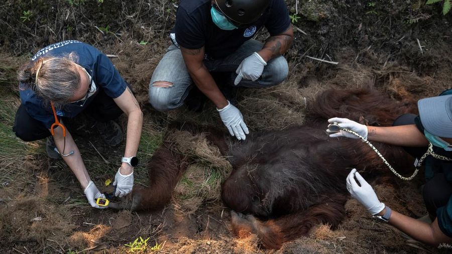 Seekor orangutan diselamatkan berjuang melawan gangguan pernapasan dari kawasan kebakaran di wilayah Ketapang, Kalimantan Barat, Minggu (30/8/2026). (REUTERS/Willy Kurniawan)