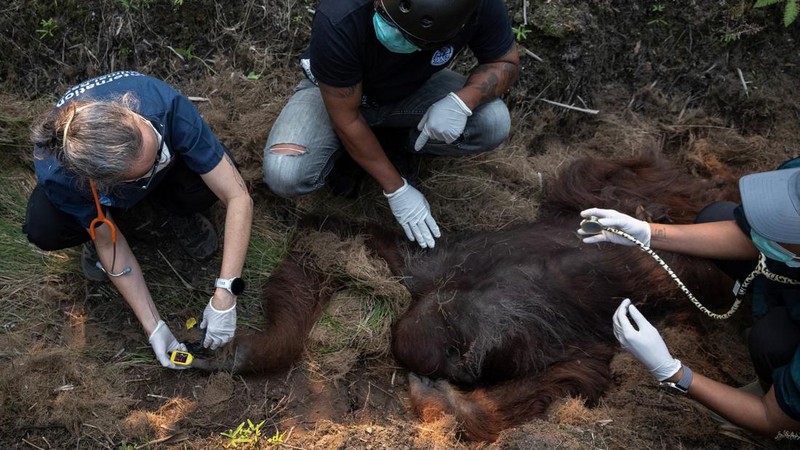 Seekor orangutan diselamatkan berjuang melawan gangguan pernapasan dari kawasan kebakaran di wilayah Ketapang, Kalimantan Barat, Minggu (30/8/2026). (REUTERS/Willy Kurniawan)