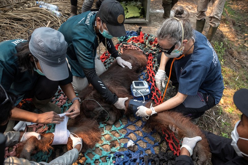 Seekor orangutan diselamatkan berjuang melawan gangguan pernapasan dari kawasan kebakaran di wilayah Ketapang, Kalimantan Barat, Minggu (30/8/2026). (REUTERS/Willy Kurniawan)