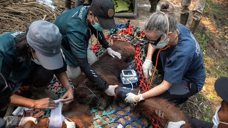 Seekor orangutan diselamatkan berjuang melawan gangguan pernapasan dari kawasan kebakaran di wilayah Ketapang, Kalimantan Barat, Minggu (30/8/2026). (REUTERS/Willy Kurniawan)