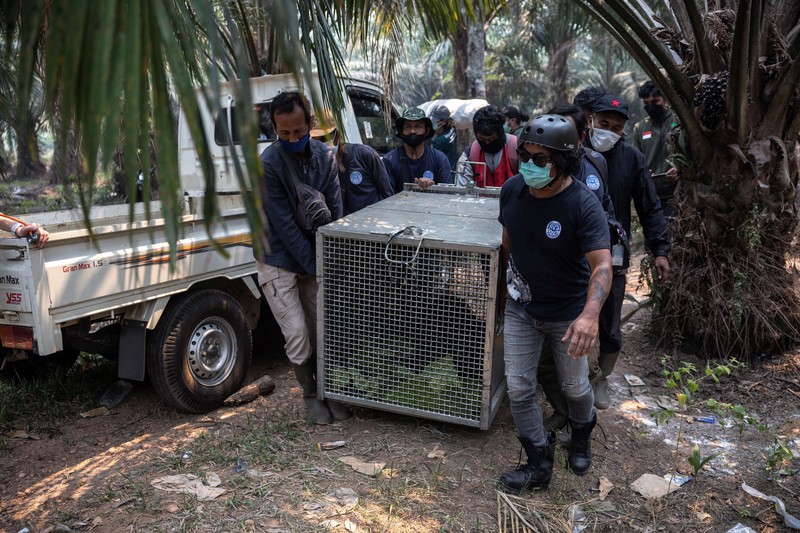 Seekor orangutan diselamatkan berjuang melawan gangguan pernapasan dari kawasan kebakaran di wilayah Ketapang, Kalimantan Barat, Minggu (30/8/2026). (REUTERS/Willy Kurniawan)