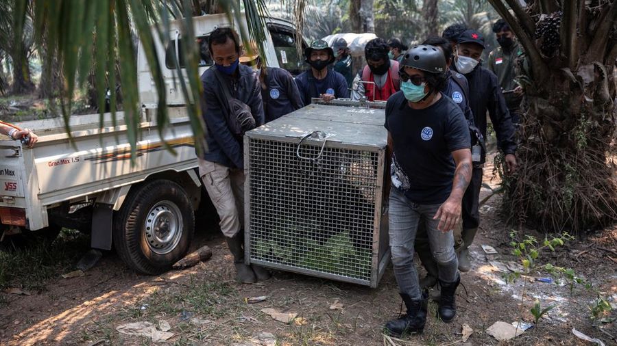 Seekor orangutan diselamatkan berjuang melawan gangguan pernapasan dari kawasan kebakaran di wilayah Ketapang, Kalimantan Barat, Minggu (30/8/2026). (REUTERS/Willy Kurniawan)