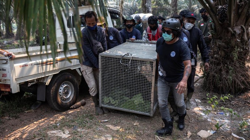 Seekor orangutan diselamatkan berjuang melawan gangguan pernapasan dari kawasan kebakaran di wilayah Ketapang, Kalimantan Barat, Minggu (30/8/2026). (REUTERS/Willy Kurniawan)