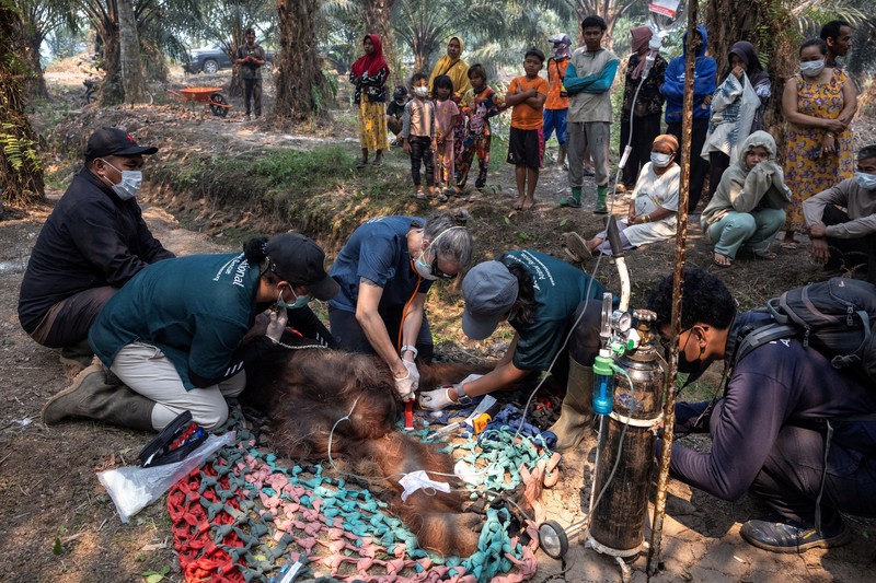 Seekor orangutan diselamatkan berjuang melawan gangguan pernapasan dari kawasan kebakaran di wilayah Ketapang, Kalimantan Barat, Minggu (30/8/2026). (REUTERS/Willy Kurniawan)