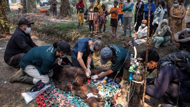 Seekor orangutan diselamatkan berjuang melawan gangguan pernapasan dari kawasan kebakaran di wilayah Ketapang, Kalimantan Barat, Minggu (30/8/2026). (REUTERS/Willy Kurniawan)