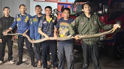Damkar Semarang Tangkap Ular Jumbo Masuk Rumah, Dikira Piton Ternyata King Cobra