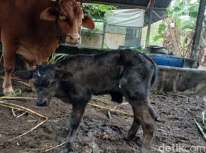 Anak Sapi Persilangan Limousin-Belgian Blue Lahir di Kobar, Dinamai Nyuntik