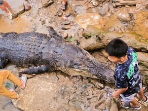 Viral Buaya 5 Meter Terlilit Pukat di Bulungan, Akhirnya Dipotong-Dikubur Warga