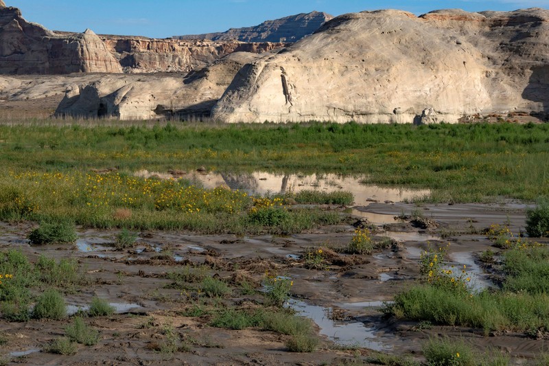 Bunga-bunga liar tumbuh di bagian Danau Powell yang telah mengering&mdash;sementara waduk vital tersebut berada pada tingkat ketinggian air terendah yang pernah tercatat&mdash;di Kawasan Rekreasi Nasional Glen Canyon, Utah, tepat di seberang perbatasan negara bagian dari Page, Arizona, AS, pada 30 Agustus 2026. (REUTERS/Rebecca Noble)