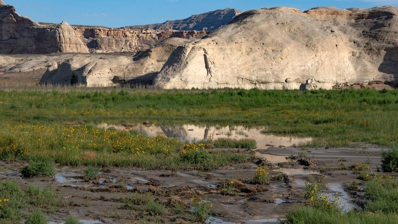 Bunga-bunga liar tumbuh di tepi genangan air di kawasan rekreasi populer Lone Rock Beach di Danau Powell—saat waduk vital tersebut berada pada tingkat permukaan air terendah yang pernah tercatat—di dalam Glen Canyon National Recreation Area di Utah, tepat di seberang perbatasan negara bagian dari Page, Arizona, AS, pada 30 Agustus 2026.