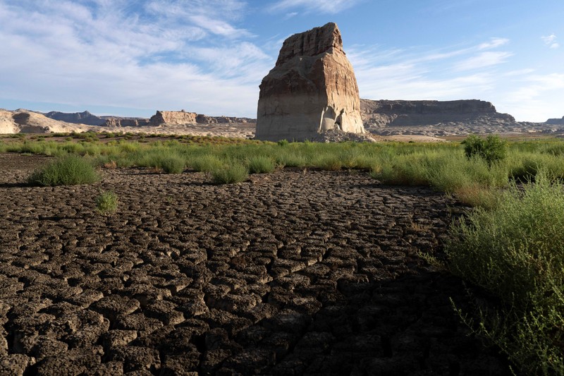 Bunga-bunga liar tumbuh di bagian Danau Powell yang telah mengering&mdash;sementara waduk vital tersebut berada pada tingkat ketinggian air terendah yang pernah tercatat&mdash;di Kawasan Rekreasi Nasional Glen Canyon, Utah, tepat di seberang perbatasan negara bagian dari Page, Arizona, AS, pada 30 Agustus 2026. (REUTERS/Rebecca Noble)
