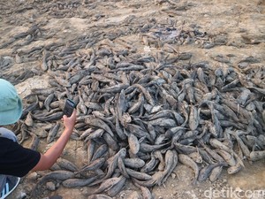 Bendung Karet Sungai Juana Pati Asat Bikin Ribuan Ikan Terdampar