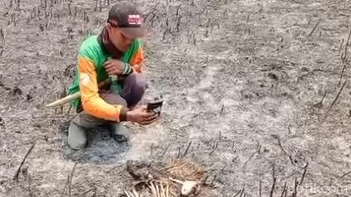 Kasihan! Kijang Ditemukan Mati Terbakar Saat Karhutla TNBTS Lumajang