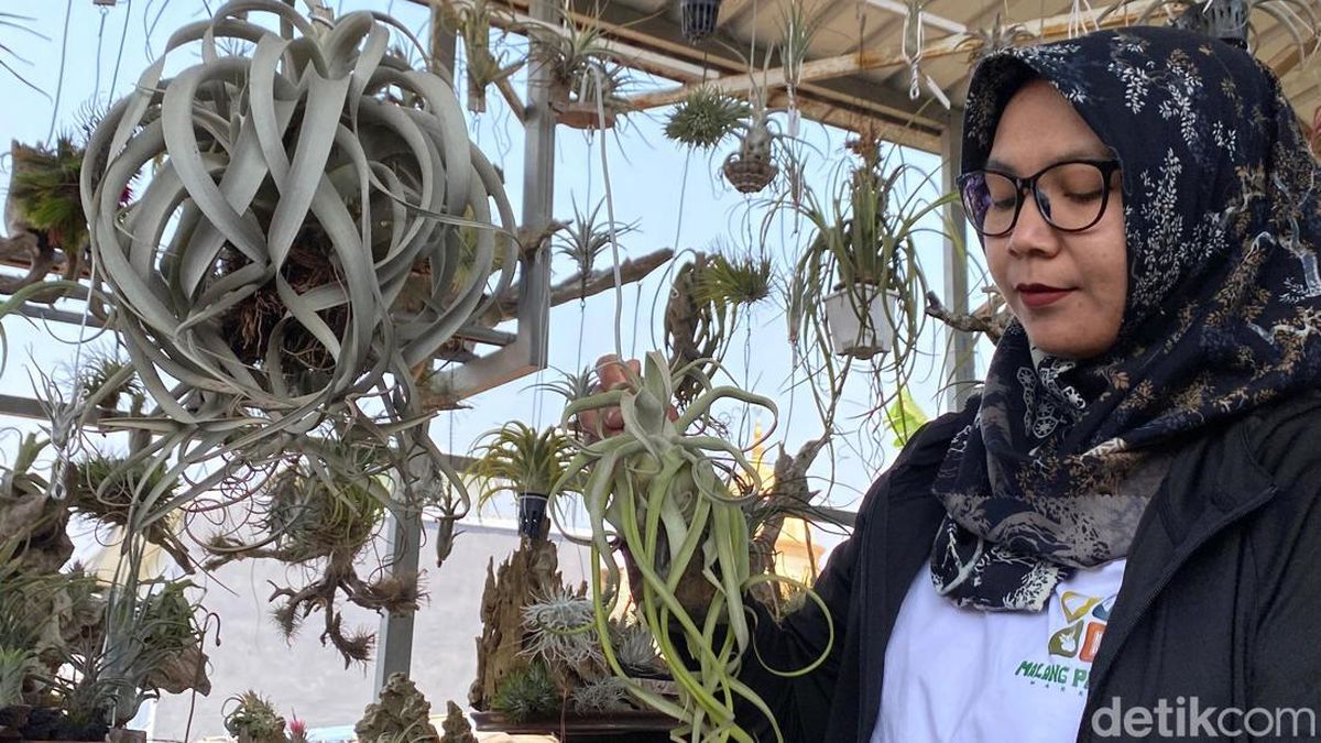 Tillandsia, Tanaman Hias 'Hidup dari Udara'-Harganya Tembus Rp 8 Juta