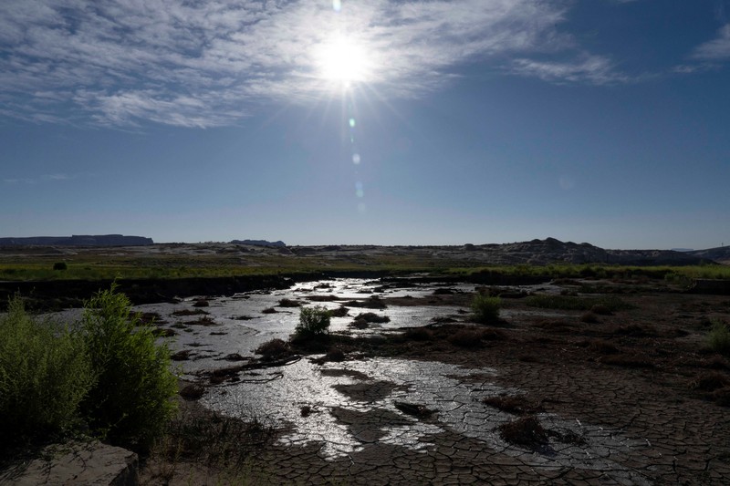 Bunga-bunga liar tumbuh di bagian Danau Powell yang telah mengering&mdash;sementara waduk vital tersebut berada pada tingkat ketinggian air terendah yang pernah tercatat&mdash;di Kawasan Rekreasi Nasional Glen Canyon, Utah, tepat di seberang perbatasan negara bagian dari Page, Arizona, AS, pada 30 Agustus 2026. (REUTERS/Rebecca Noble)