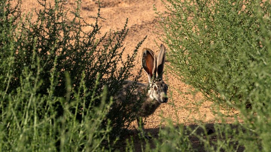 Seekor kelinci jackrabbit mengintip dari balik vegetasi yang tumbuh di bagian Danau Powell yang mengering, saat waduk vital tersebut berada pada tingkat permukaan air terendah yang pernah tercatat, di Kawasan Rekreasi Nasional Glen Canyon, Utah—tepat di seberang perbatasan negara bagian dari Page, Arizona, AS—pada 30 Agustus 2026.