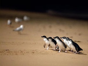Australia Suntik Vaksin ke Ribuan Penguin untuk Lindungi dari Flu Burung