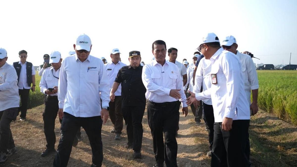 Mentan & Bupati Subang Tinjau PM-AAS, Panen Naik 2 Kali Lipat