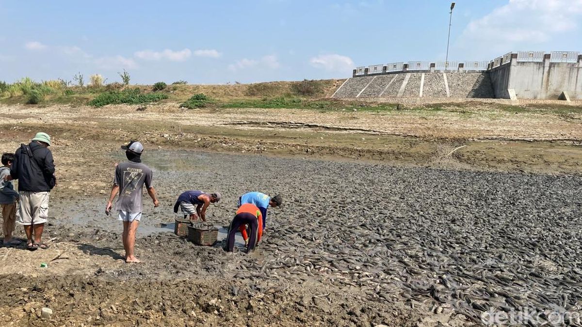 Potret Hamparan Ikan Menumpuk di Dasar Sungai Juana Pati yang Mengering