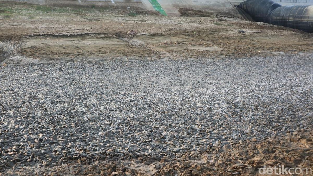Saran Pakar soal Ribuan Ikan Sapu-sapu di Sungai Juana Pati: Segera Musnahkan!