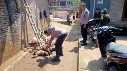 Hewan Buas Mangsa Ternak Jadi Teror 9 Tahun di Gunungkidul