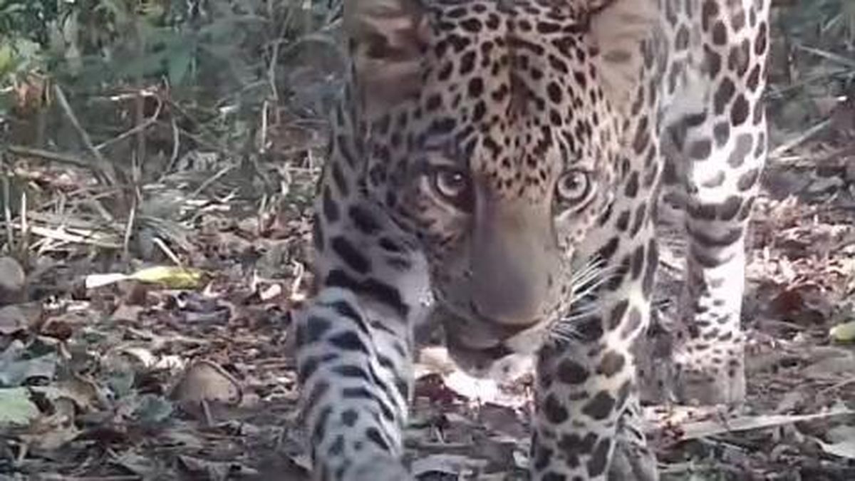 Macan Tutul dan Macan Kumbang Terekam Kamera di Hutan Pekalongan
