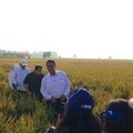 Menteri Pertanian (Mentan) Amran Sulaiman saat ditemui di Balai Besar Perakitan dan Modernisasi Pertanian Tanaman Padi Sukamandi, Subang, Jawa Barat, Rabu (2/9/2026). (CNBC Indonesia/Martyasari Rizky)