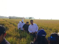 Menteri Pertanian (Mentan) Amran Sulaiman saat ditemui di Balai Besar Perakitan dan Modernisasi Pertanian Tanaman Padi Sukamandi, Subang, Jawa Barat, Rabu (2/9/2026). (CNBC Indonesia/Martyasari Rizky)