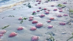 Pantai Buton Tengah Dipenuhi Ubur-ubur Merah Muda, Apa Penyebabnya?
