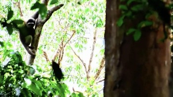 Beruang Madu - Lutung Merah Muncul di IKN, Ekosistem Pulih?