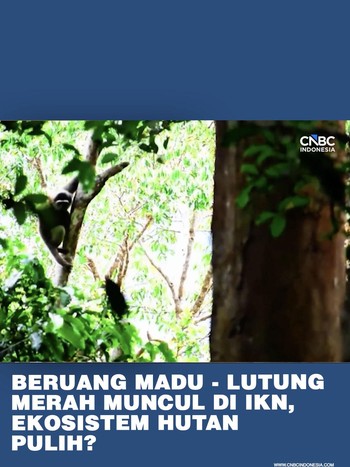 Beruang Madu - Lutung Merah Muncul di IKN, Ekosistem Pulih?