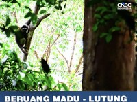 Beruang Madu - Lutung Merah Muncul di IKN, Ekosistem Pulih?