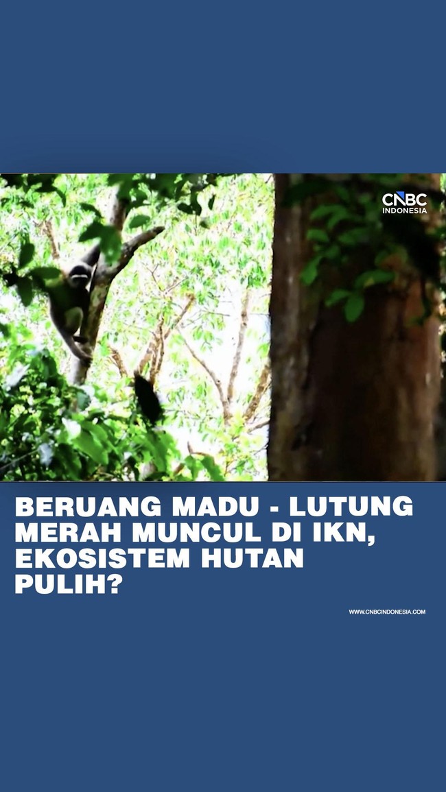 Beruang Madu - Lutung Merah Muncul di IKN, Ekosistem Pulih?